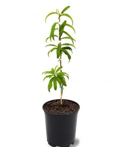 SN Peach Trees - Elberta