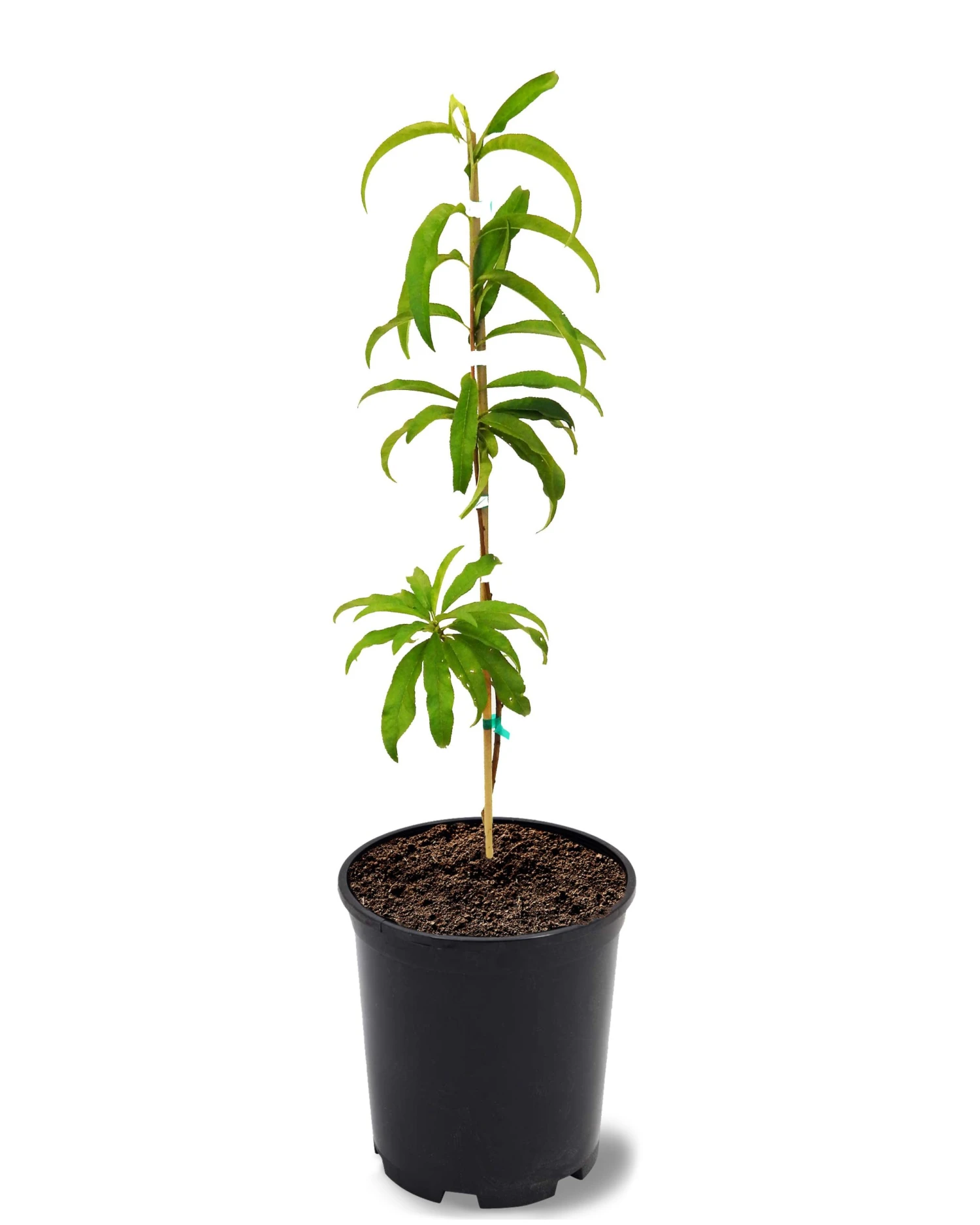 SN Peach Trees - Elberta