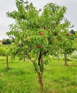 SN Peach Trees - Carolina Gold