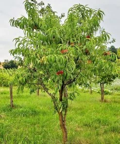 SN FRUIT COLLECTION Peach Trees - Dixieland