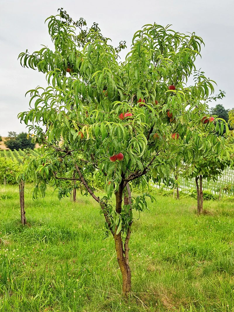 SN Peach Trees - Caroking