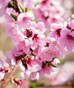 SN FRUIT COLLECTION Peach Trees - Redskin