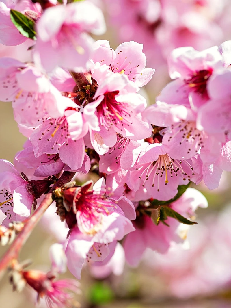 SN FRUIT COLLECTION Peach Trees - China Pearl