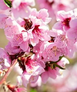 SN FRUIT COLLECTION Peach Trees - Early Augustprince