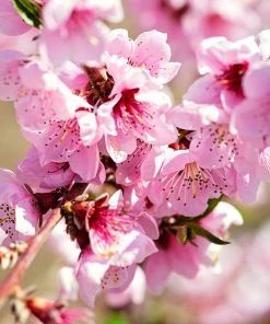 SN Peach Trees - Carolina Gold