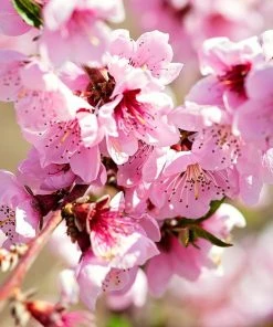 SN Peach Trees - Sunny J