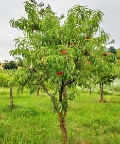 SN Peach Trees - Elberta