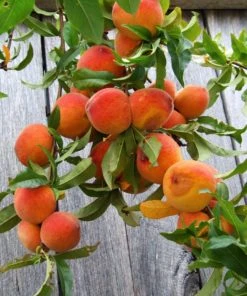 SN FRUIT COLLECTION Peach Trees - Red Haven