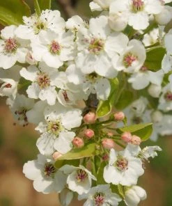 SN Pear Trees - Shinko