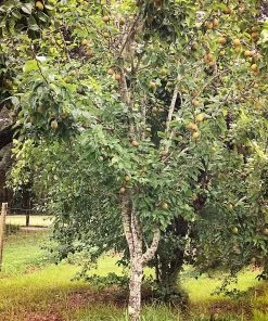 SN FRUIT COLLECTION Pear Trees - Kikusui