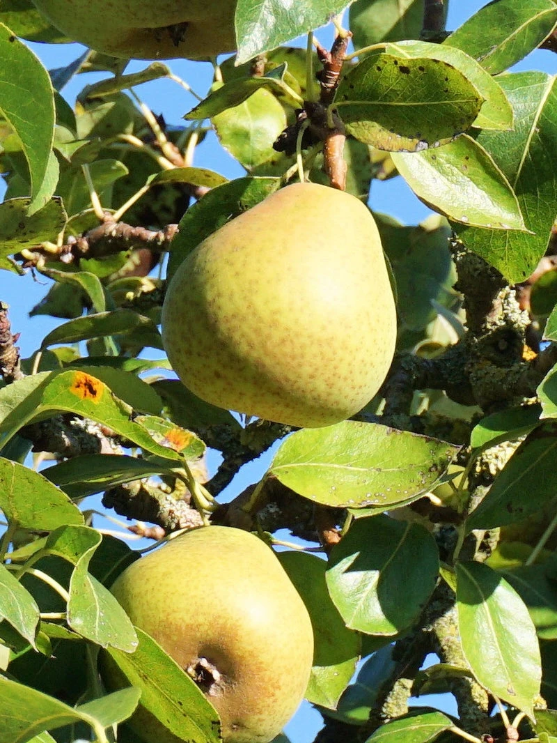 SN Pear Trees - Hood FRUIT COLLECTION