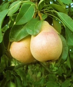 SN Pear Trees - Pineapple FRUIT COLLECTION