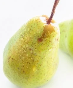 SN Pear Trees - Orient