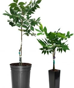 SN Pecan Trees - Caddo (Type 1)