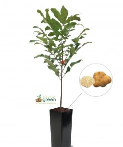 SN NUT COLLECTION Pecan Trees - Truffle