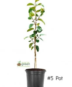 SN Persimmon Trees - Imoto Fuyu (Non-Astringent)