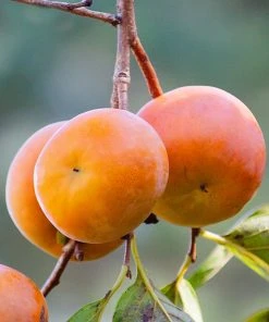 SN Persimmon Trees - Imoto Fuyu (Non-Astringent)