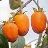 SN Persimmon Trees - Saijo (Astringent)