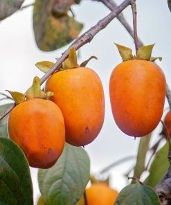 SN Persimmon Trees - Saijo (Astringent)