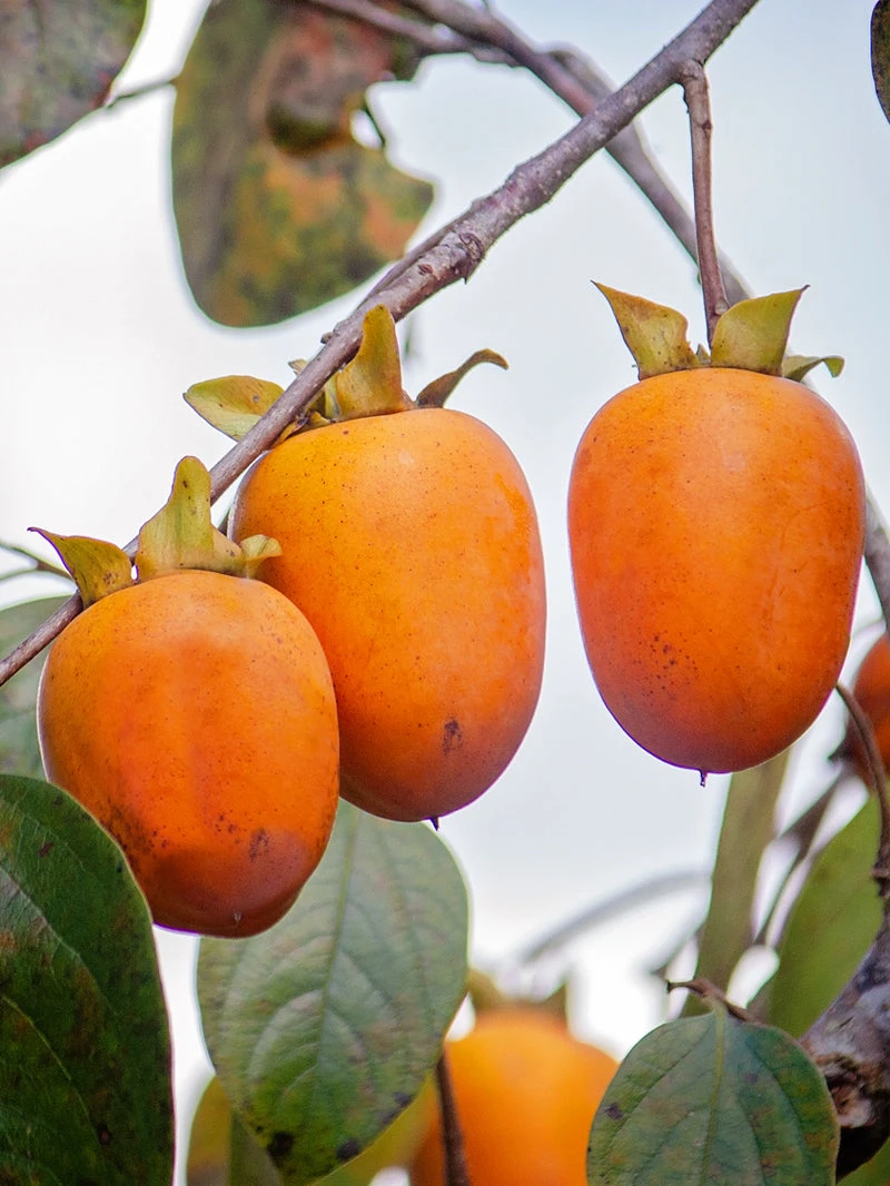 SN Persimmon Trees - Saijo (Astringent)