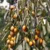 SN FRUIT COLLECTION Persimmon Trees - Weeping (Astringent)