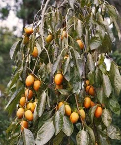 SN FRUIT COLLECTION Persimmon Trees - Weeping (Astringent)