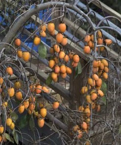 SN FRUIT COLLECTION Persimmon Trees - Weeping (Astringent)
