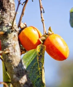 SN FRUIT COLLECTION Persimmon Trees - Weeping (Astringent)