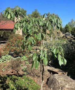 SN FRUIT COLLECTION Persimmon Trees - Weeping (Astringent)