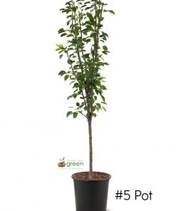 SN Pear Trees - Pineapple FRUIT COLLECTION