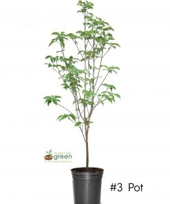 SN FLOWERING COLLECTION Dogwood - Pink