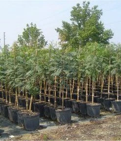 SN Pistache - Chinese