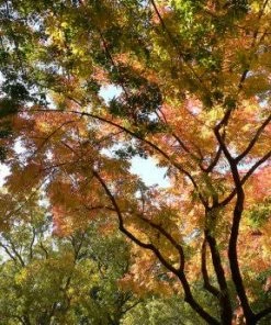 SN Pistache - Chinese