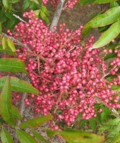 SN Pistache - Chinese