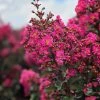 SN Crape Myrtle - First Editions® Plum Magic FLOWERING COLLECTION