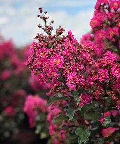 SN Crape Myrtle - First Editions® Plum Magic FLOWERING COLLECTION