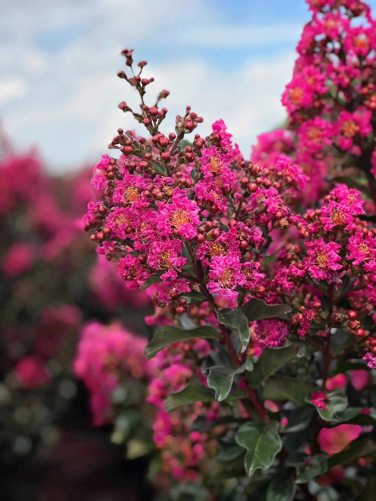 SN Crape Myrtle - First EditionsĀ® Plum Magic FLOWERING COLLECTION