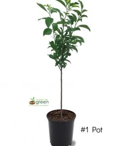 SN Plum Trees - Methley