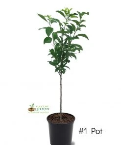 SN Plum Trees - Santa Rosa