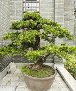 SN EVERGREEN COLLECTION Podocarpus - Yew