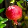 SN Pomegranate Trees - Russian #26 FRUIT COLLECTION