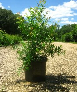 SN Pomegranate Trees - Wonderful FRUIT COLLECTION