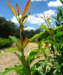 SN Pomegranate Trees - Wonderful FRUIT COLLECTION