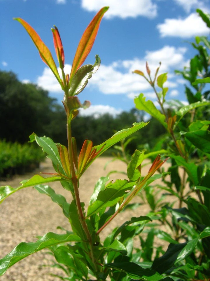 SN Pomegranate Trees - Wonderful FRUIT COLLECTION