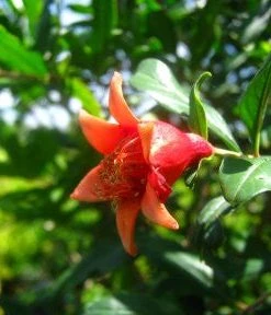 SN Pomegranate Trees - Wonderful FRUIT COLLECTION