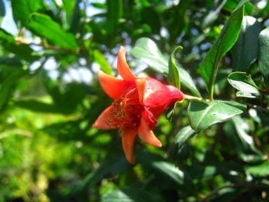 SN Pomegranate Trees - Wonderful FRUIT COLLECTION