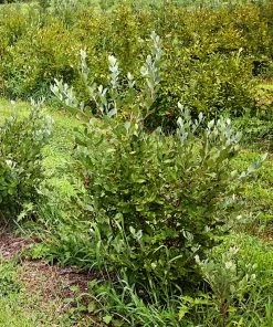 SN Blueberries Blueberry - Powder Blue (Rabbit Eye)