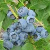 SN Blueberries Blueberry - Powder Blue (Rabbit Eye)
