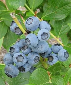 SN Blueberries Blueberry - Powder Blue (Rabbit Eye)