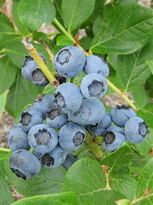 SN Blueberries Blueberry - Powder Blue (Rabbit Eye)